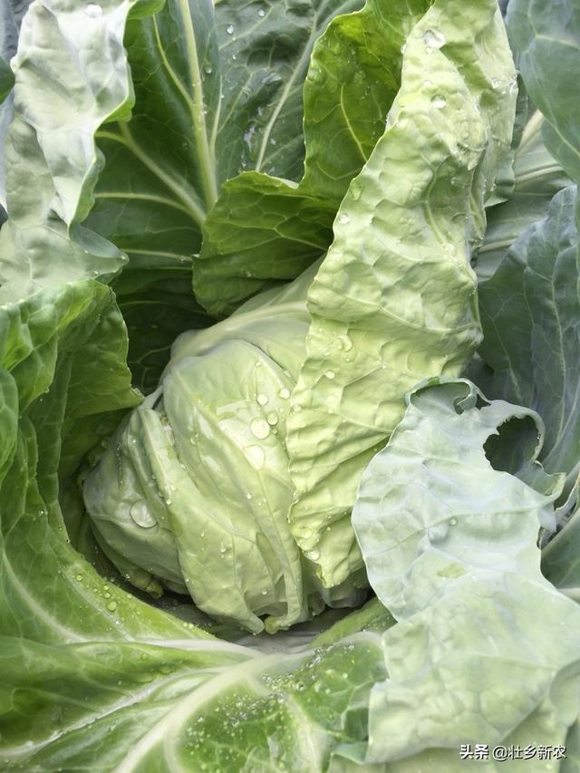 農家包心菜，不打農藥怎樣才能吃上健康純天然綠色包心菜？