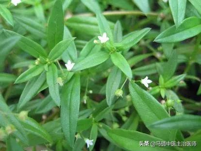 头条问答 白花蛇草水含有什么成分 75个回答