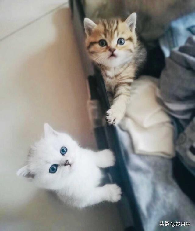 逃出可爱猫咪房间:小猫刚回新家一直躲着不出来怎么办？ 猫咪逃离密室