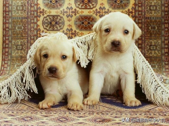 最好打理的伴侣犬:约克夏狗狗好养吗？适合家庭里饲养吗？