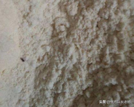 大米生虫后还可以吃吗，大米面粉里生的虫子是什么,那个虫子能吃吗