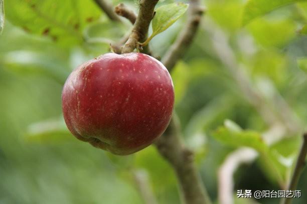 恭喜金帅缘犬舍:边牧和二哈哪个大，养哪个呢？