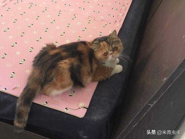 信元发育宝经销商:有哪些好的合适的猫粮品牌，安全和性价比都比较优秀的？