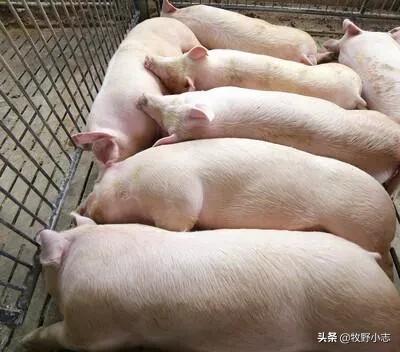 湖北搞什么家庭养殖业比较赚钱:养殖业什么前景最好？养殖业什么最赚钱？