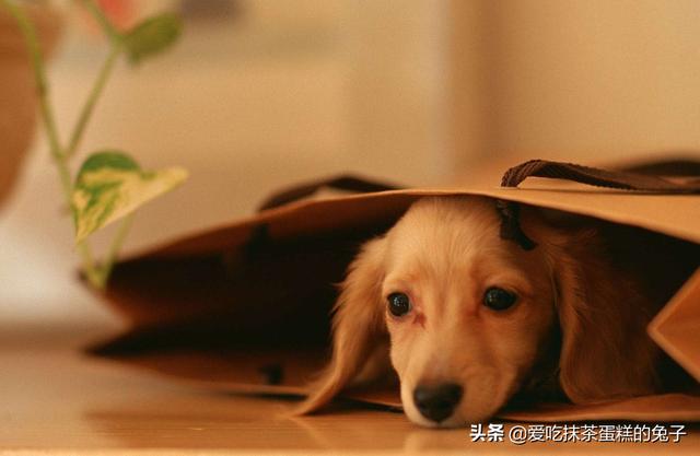 宠物狗取名字洋气些:好听的狗狗名字大全，好听的狗狗中文名字？ 宠物狗怎样取名字才好听