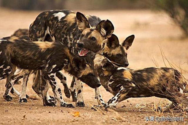 花豹:花豹、猎豹至少能对付多少只非洲野犬？