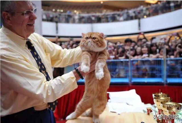 地中海孟加拉猫舍:开猫舍需要怎样的精力投入？