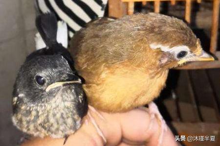 生头画眉鸟的饲养方法及要点:画眉窝雏鸟怎样喂养个头长的大？