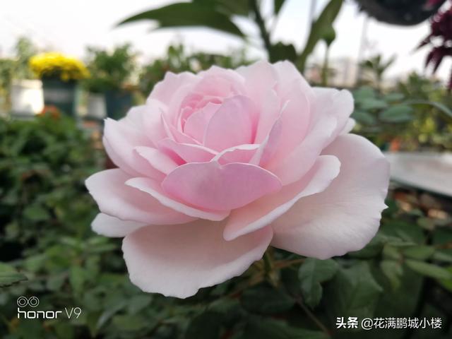 最香的几款月季品种是什么？插图29