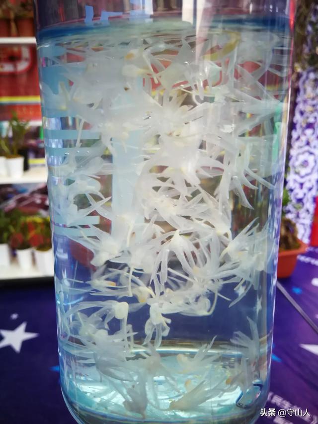 石斛图片,石斛的种类包括哪些？作用各有何不同？