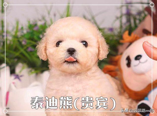 广州金毛论坛:广州去哪里挑选狗狗比较靠谱？