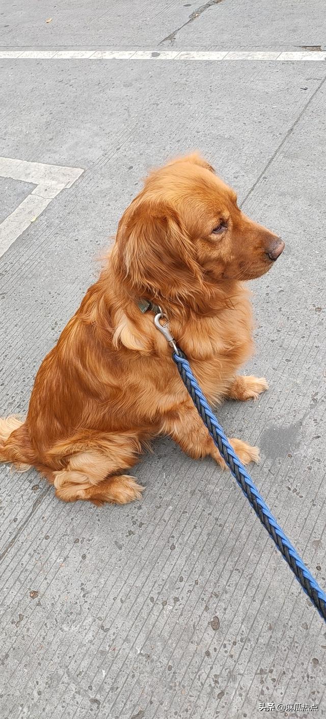 金毛幼犬的狗粮怎么选:七个月金毛吃什么狗粮合适？