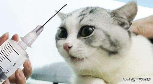 猫泛白细胞减少症病毒英文:请问小猫妙三多每年都需要打吗？为什么？