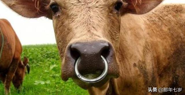 穿环什么感觉? - 百科网