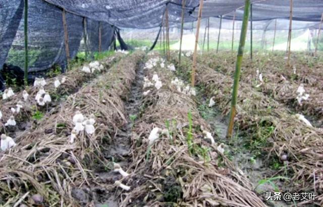 成蕾简介，种植过玉米还能种竹荪吗需要注意什么