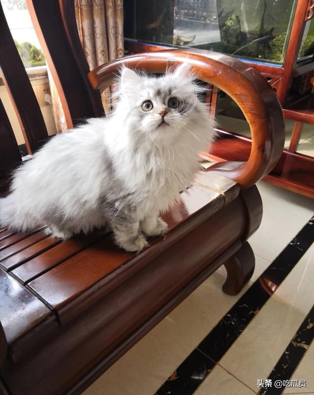 请问狮子猫一般卖多少钱啊？可以多久接回家？