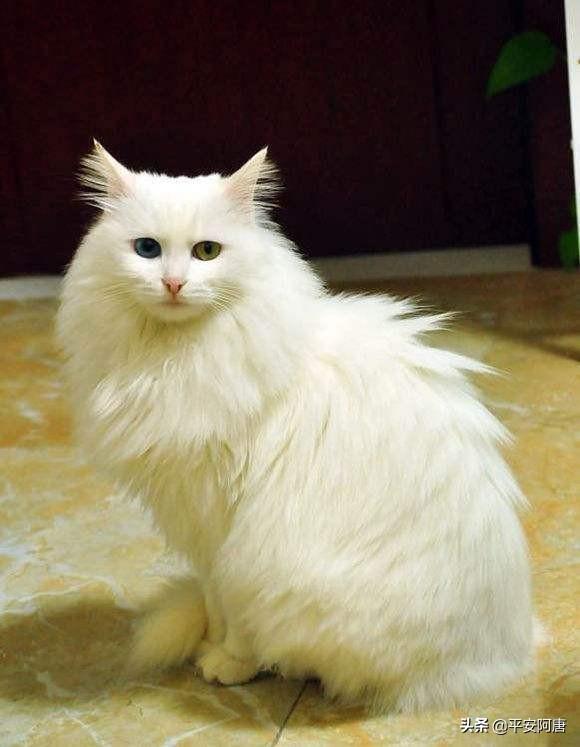 土耳其安哥拉猫和临清狮子猫:700块钱买一只纯白异瞳狮子猫值吗？
