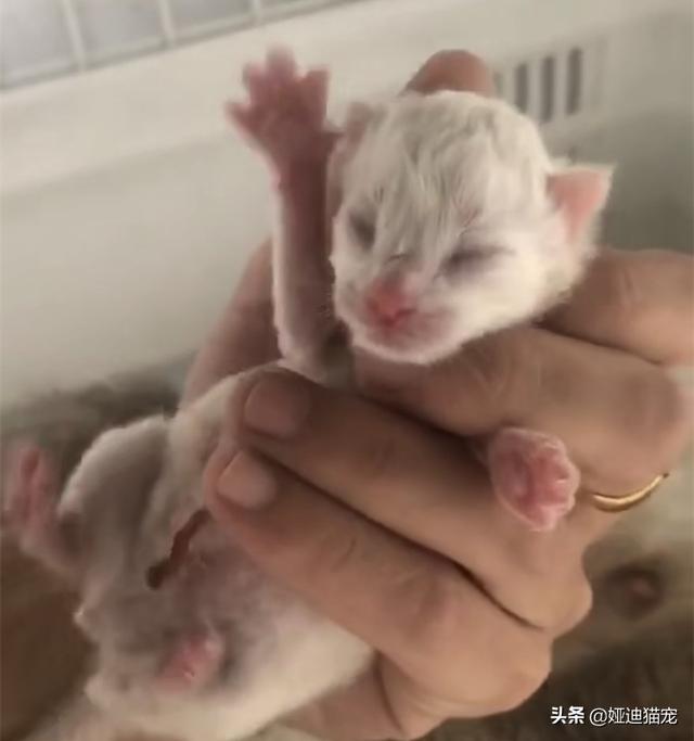 小猫吃什么可以代替猫奶:猫妈的奶不够小猫喝怎么办？