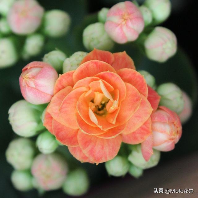长寿花有毒吗家里能养吗:长寿花有毒吗，重瓣长寿花真能致癌吗？