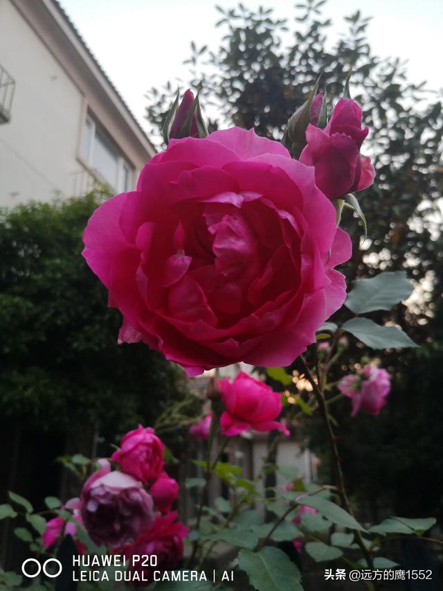 欧洲月季花品种介绍:月季花欧月品种介绍 养好欧月需要花多少时间和金钱？月季好养吗？