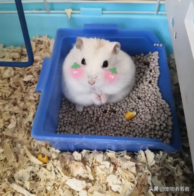 脸部很胖的仓鼠品种:眼睛小，瞳孔小，脸胖，怎么办？ 脾气好的仓鼠品种