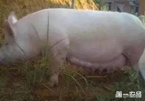 公猪笫一次配种视频,母猪第一次怀胎有什么表现？