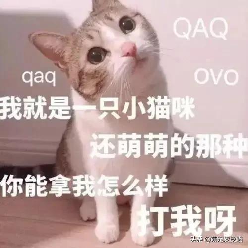 国产蓝钻猫砂:猫拉出的屎究竟有多臭，怎样能改善猫排泄物臭的问题呢？