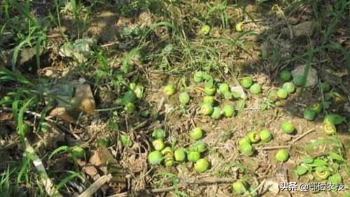 头条问答 柿子树刚开花结果这两天小果子怎么老是往下落 是不是施肥的原因 明1940的回答 0赞