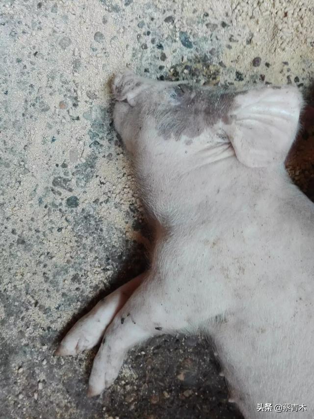 猪病网猪病大全:非洲猪瘟疫情后多久可以复养？