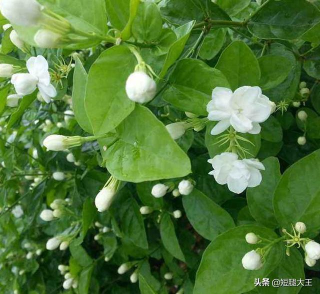 室内养非洲茉莉开花吗:盆栽的茉莉花养室内怎么才容易开花？