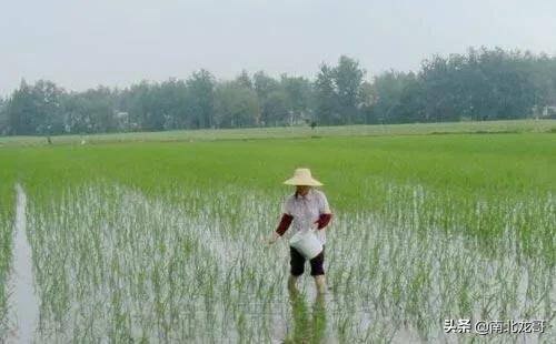 种植水稻补锌技巧，农村种植水稻，肥多稻谷谷穗容易空壳是怎么回事