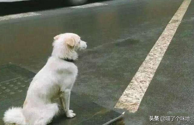 狗狗向前冲:有没有好的英语启蒙的方法或者教材？ 狗狗向前冲 东方卫视