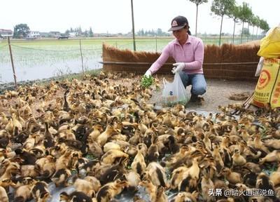 亚峰水族搬家:水上面建鸡场，上面养鸡，下面养鱼，这样的养殖基地可行吗？