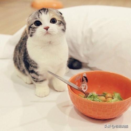 猫主食罐:猫咪不吃主食罐头怎么办？