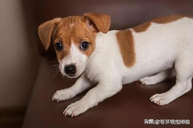 大狗民:为什么一些养狗的人提倡人狗平等？