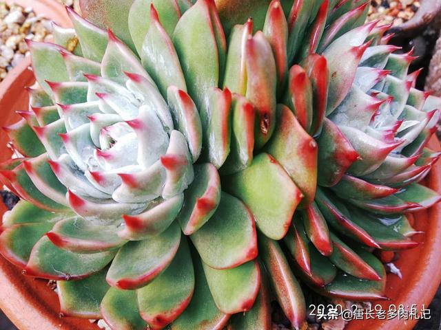 鹿犬和吉娃娃的杂交品种:什么品种的狗狗小巧不会伤人，但又不粘人？
