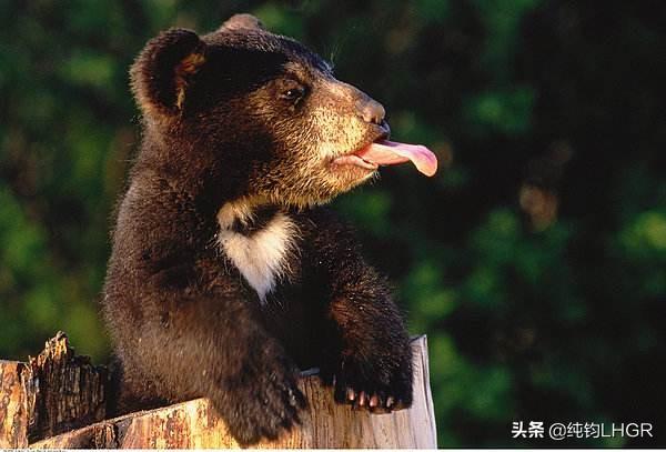 黑熊的舌头倒刺图片图片
