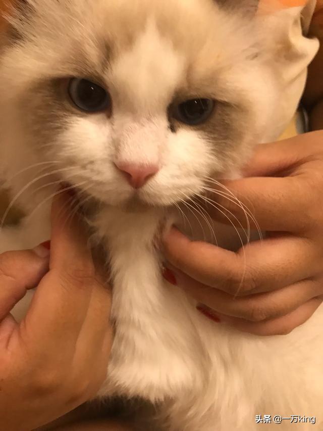 为啥我的银渐层越来越黑？