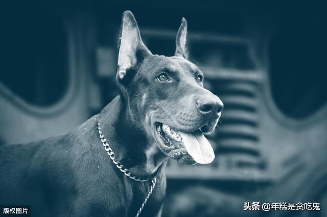 德国杜宾犬有哪些缺点:杜宾犬好不好养？有没有过来人分享经验？ 母杜宾犬的优点和缺点