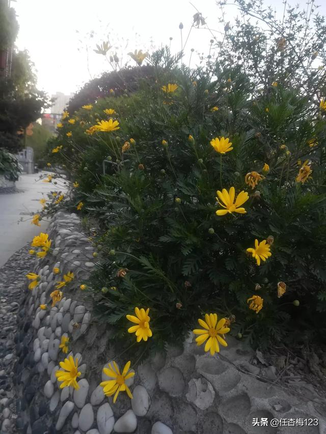 现在春天,分享一下你对春天的感悟和美景怎么样？