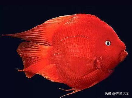 鹦鹉鱼常见病及图片:鱼友们，我这血鹦鹉用黄粉没效果，现在开始皮肤溃烂，怎么治呢？