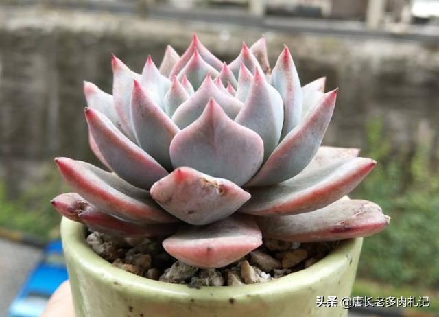 砍头粉蓝鸟已爆仔,但是最下面的杆子上也爆了侧芽,之后如何养护？