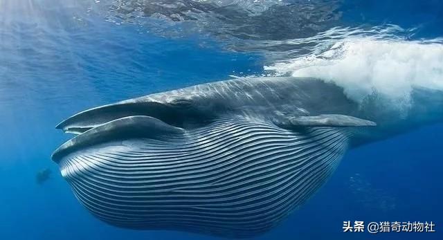 蓝鲸吃什么，蓝鲸真的能吞一头大象和人吗人被鲸鱼吞下会是一种怎样的体验