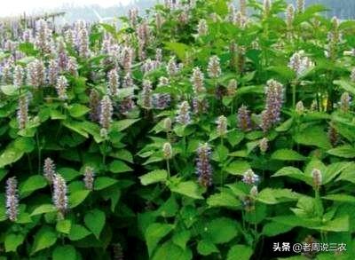 chus,中药藿香怎么进行人工栽植呢？
