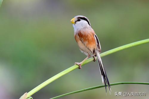 武强发现震旦鸦雀:在北京发现的震旦鸦雀，为什么被称为“鸟中大熊猫”