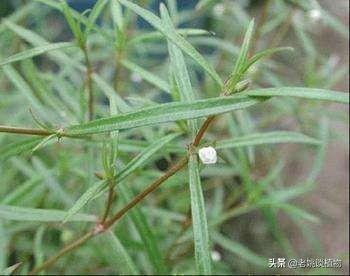 头条问答 白花蛇舌草的功效有哪些 40个回答