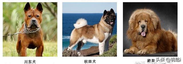 荷兰毛狮犬:狗狗中有哪些是“易训”的？你家狗狗好训练吗？