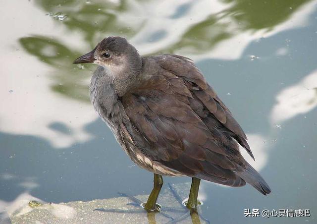 巨水雞是秧雞科,紫水雞屬的一種鳥類動物,巨水雞身材壯碩行動笨拙