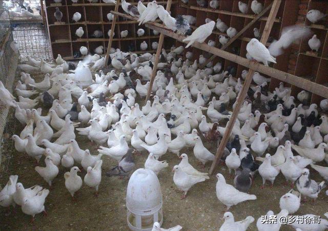 信鸽饲料配制:鸽子饲料有鱼粉吗？可以吃鱼粉吗？