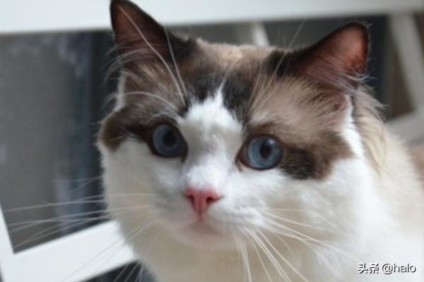 猫滴了驱虫药全身痒:猫咪身上痒怎么回事？什么原因？